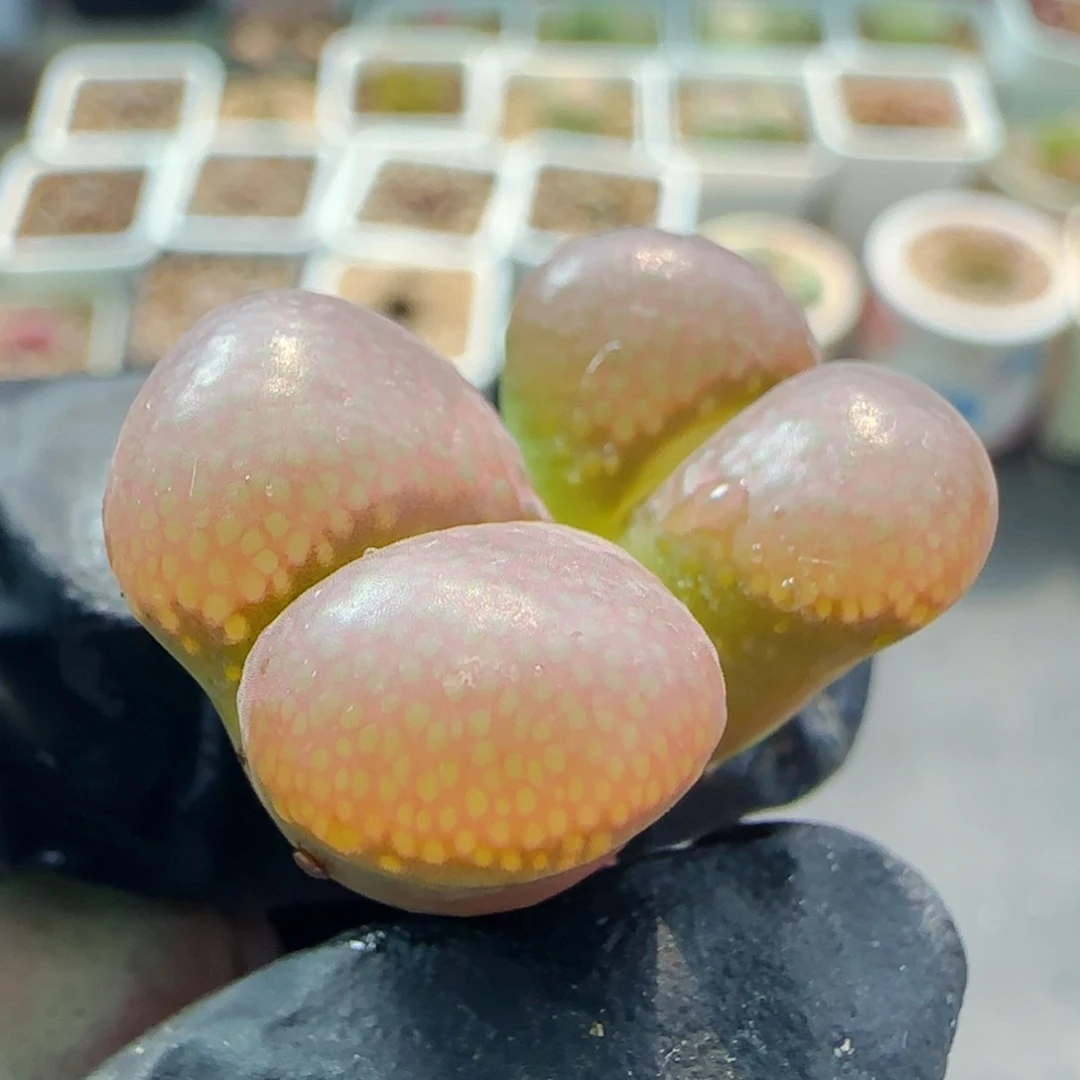 大*?多肉植物C10混7号