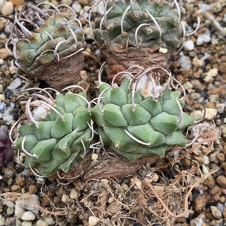 福利娇丽升云龙三个