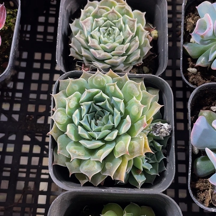 留财2.8带盆土发货