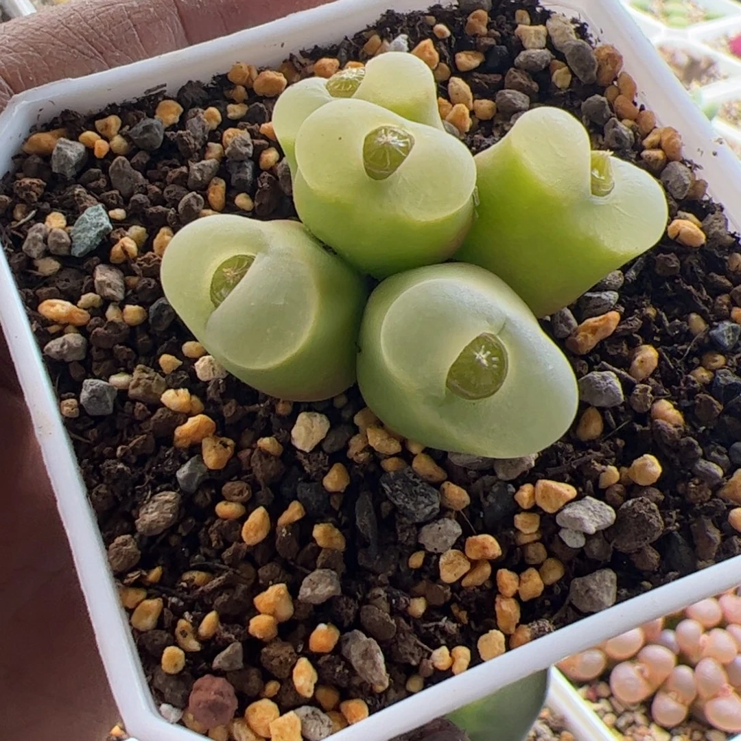 12.5ooo泡杂多肉植物16