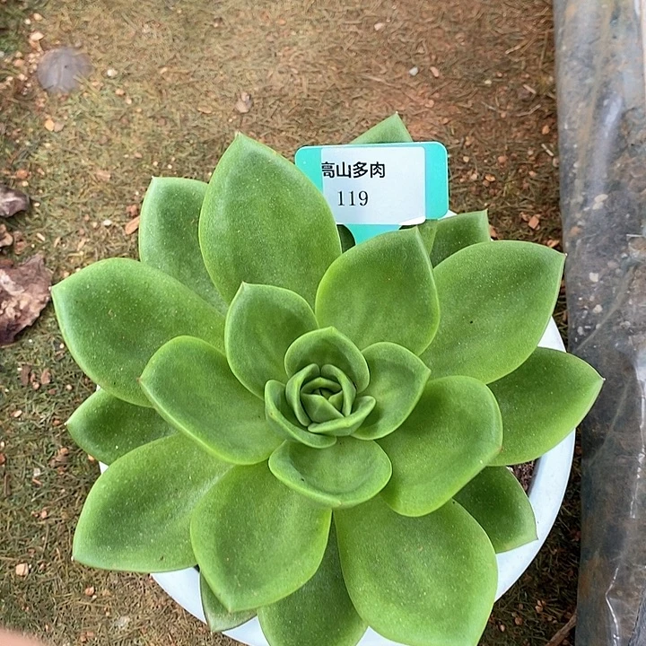 D119- 直播福利 翠花