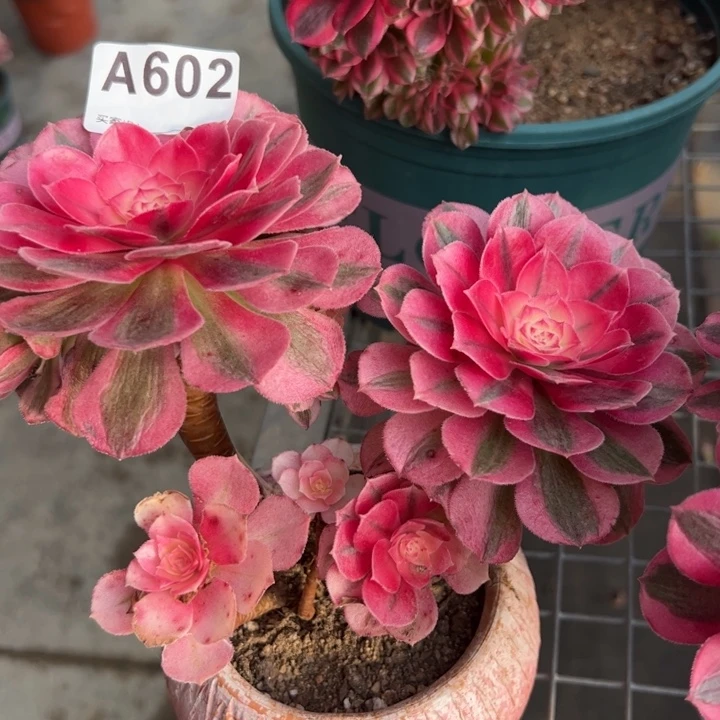 602倾城朵朵小精品15厘米左右