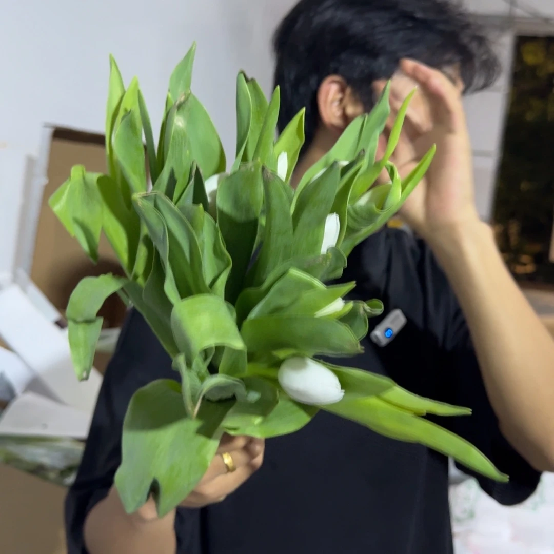 白色郁金香1扎包邮价叶片有轻微烧焦