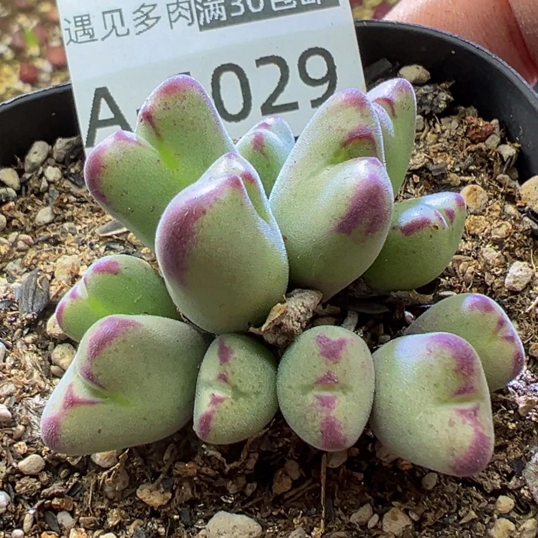 多肉植物11111111111111