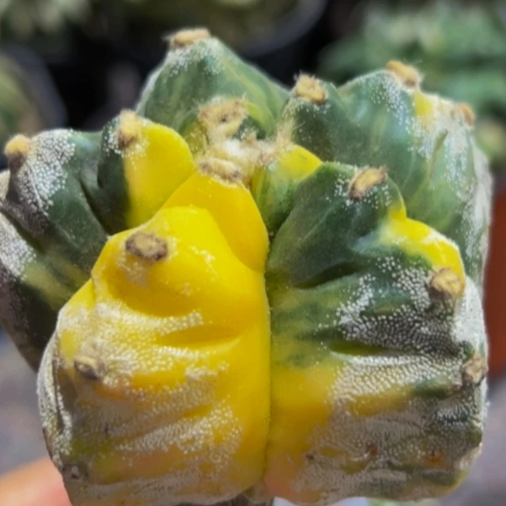 无花朵散班龟甲鸾凤玉锦480