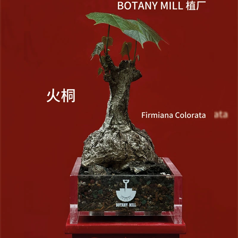 植厂 泰国产地火桐 龟甲梧桐 稀有产地块根植物 老桩爆甲 含盆