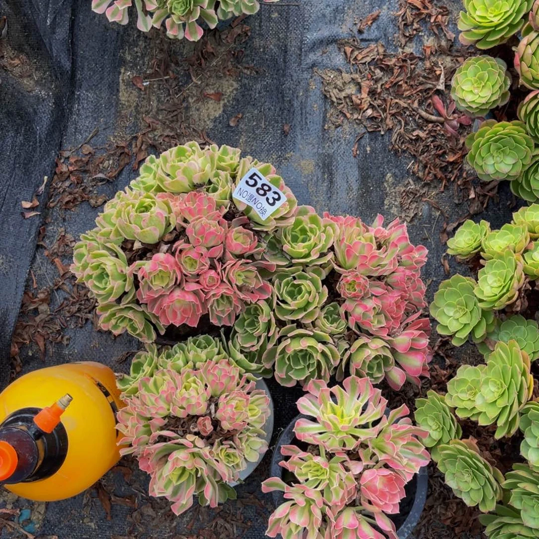 四颗白凤法师1-18