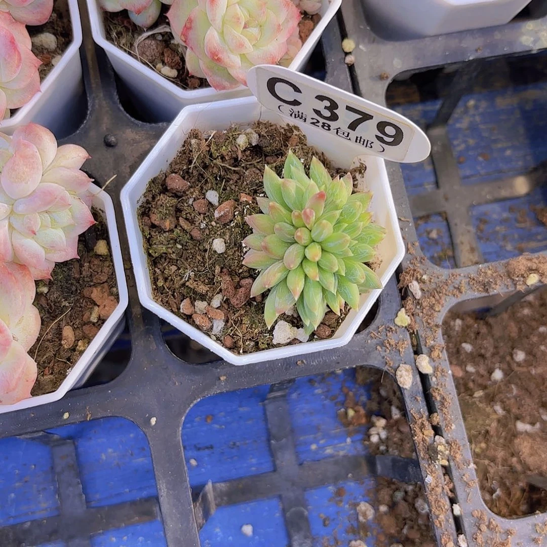 C379炫彩星缀一物一拍