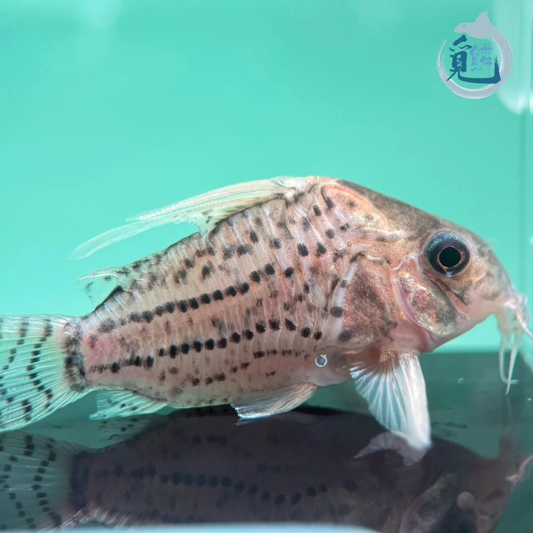 觅鳞南美水族自然流域至尊超舒鼠鱼热带观赏鱼包邮