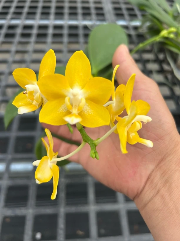 柳林小星星蝴蝶兰4.5花剑苗超壮苗子