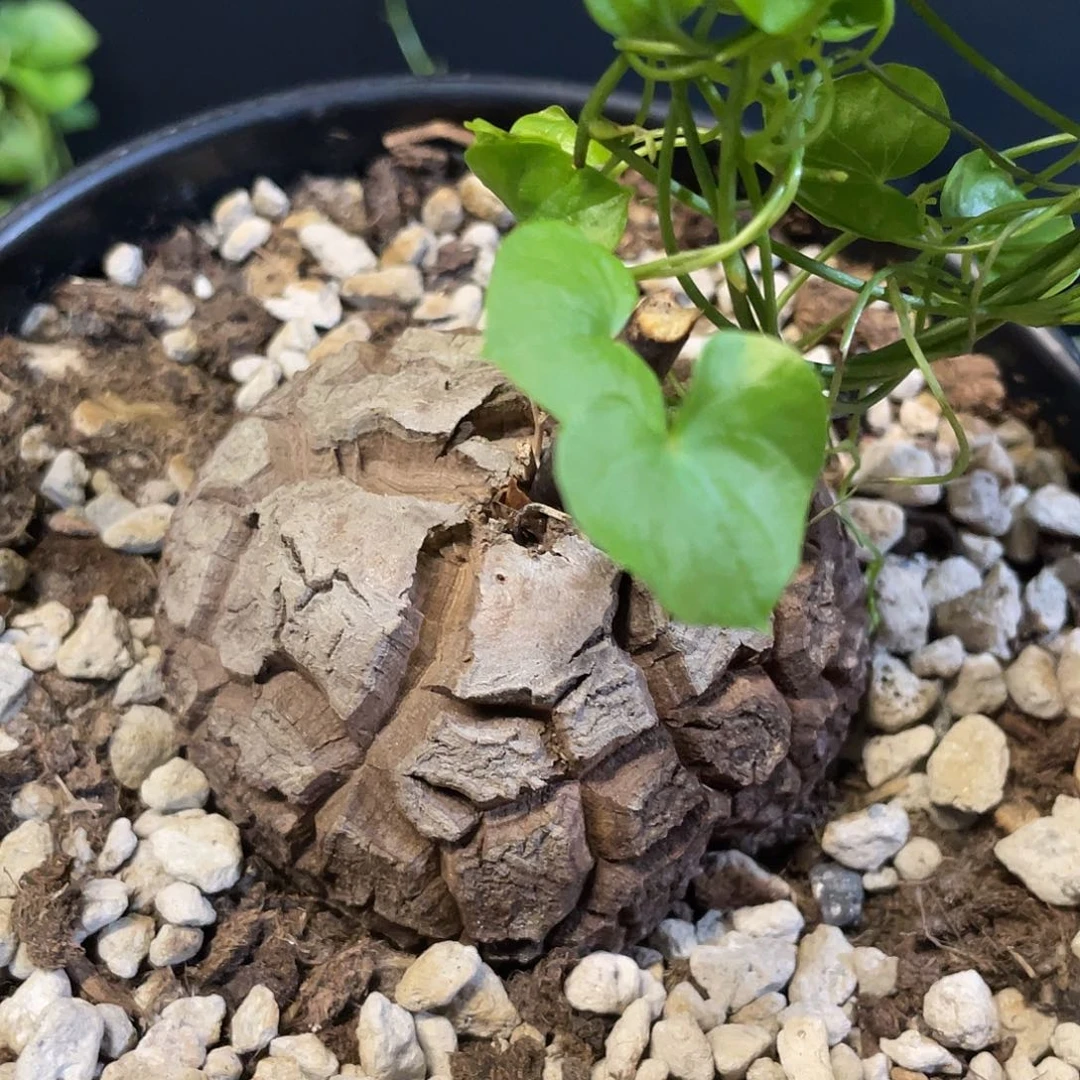 310龟甲龙不退不换