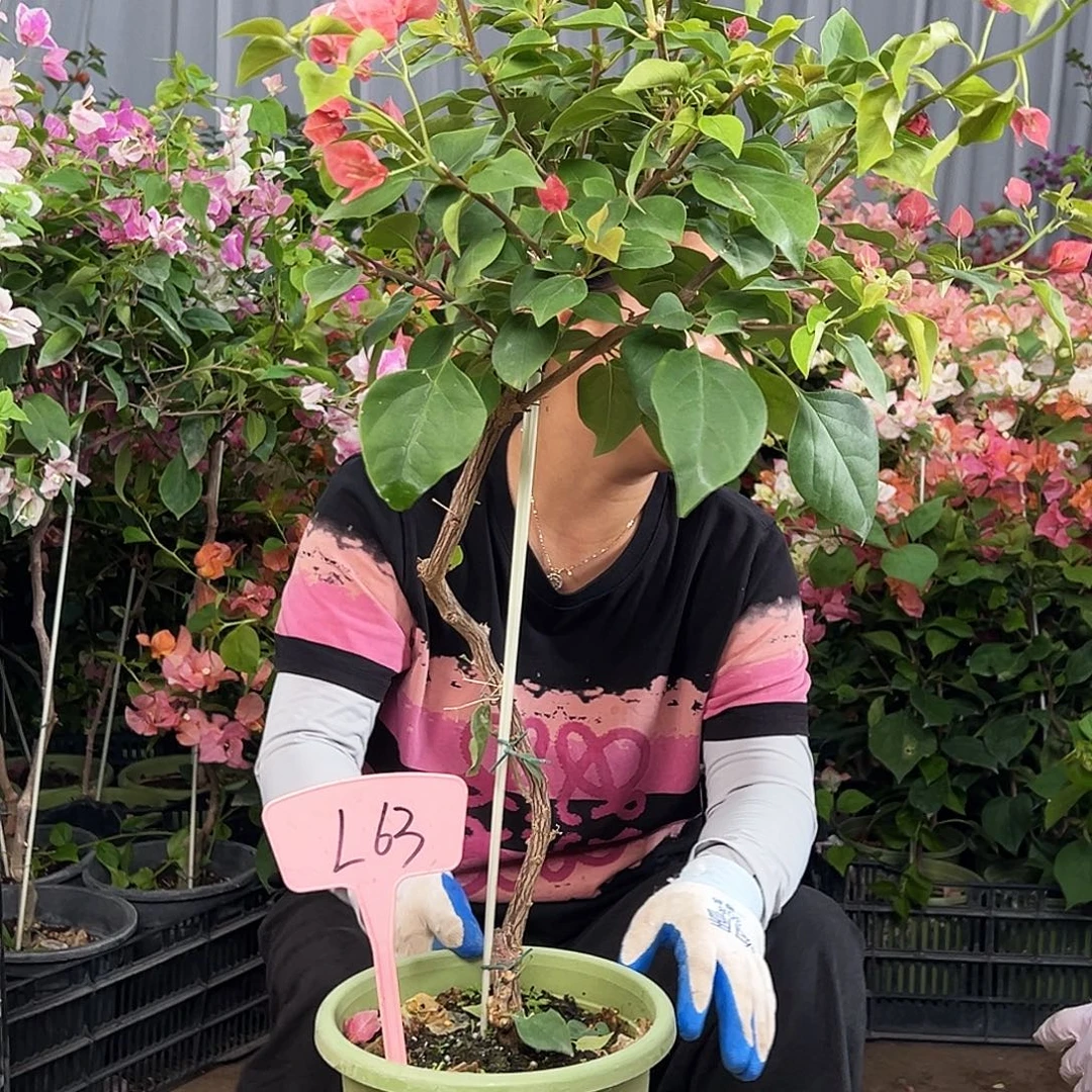 沫****大部分花苞少量开放L63不甜