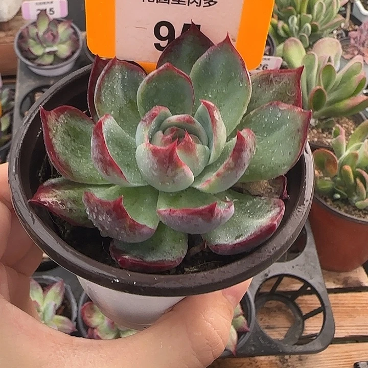 95 惊鸿仙子多肉植物