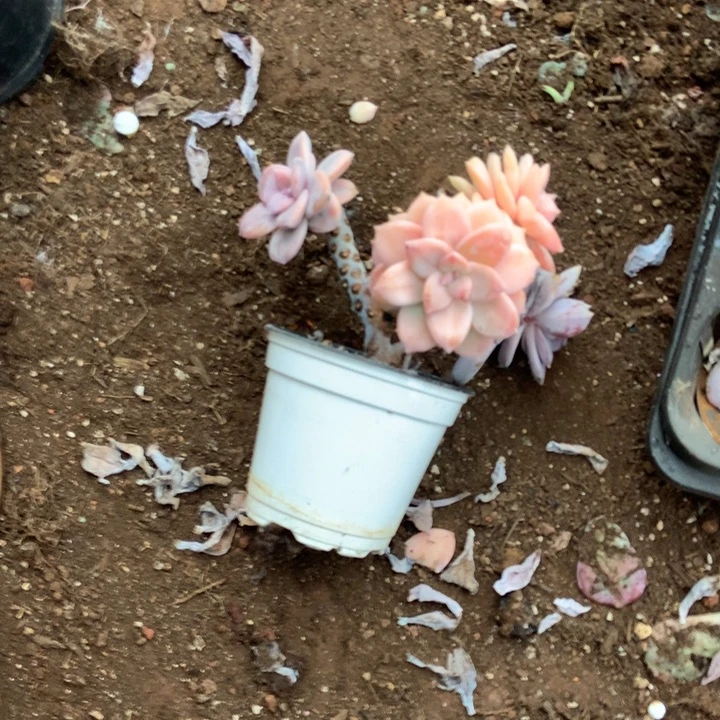 星***漫华丽风车锦897 晓晓一物一拍