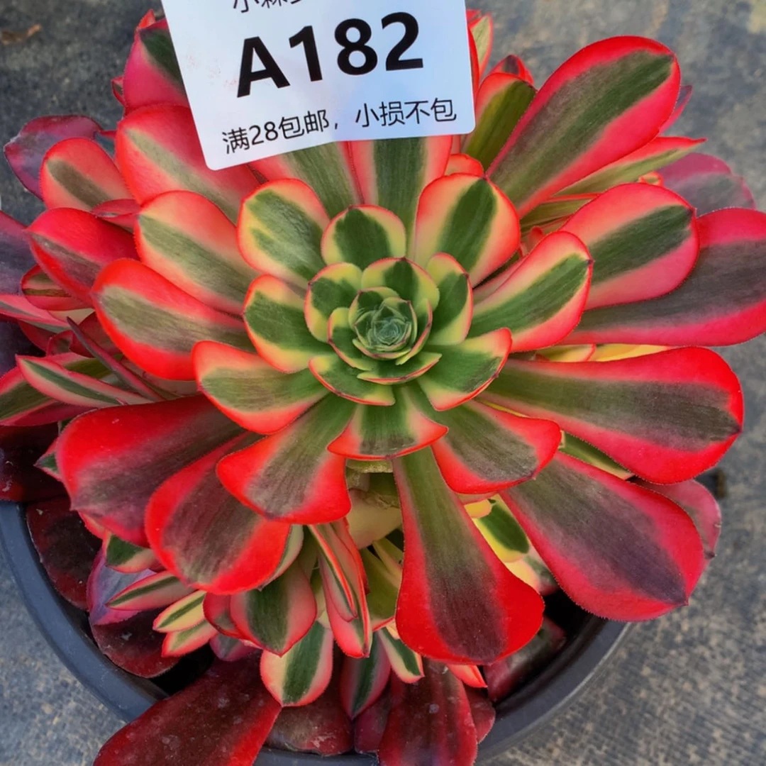 【闪购商品】向*葵182美杜莎多肉