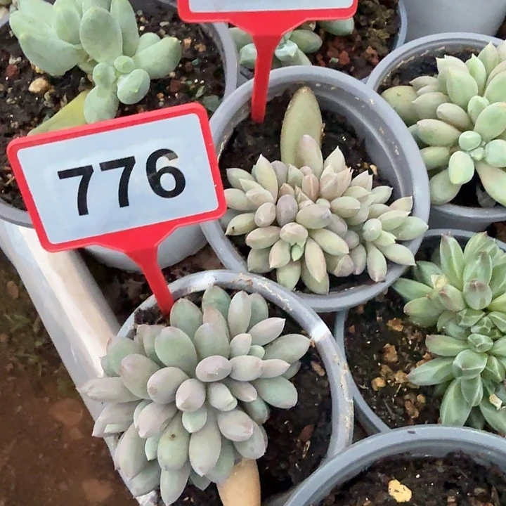 小***量776.712哥特两颗.