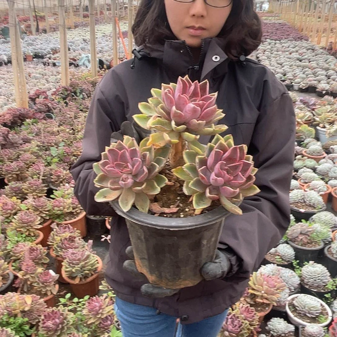 琼斯三头起9.9米 量拍多肉