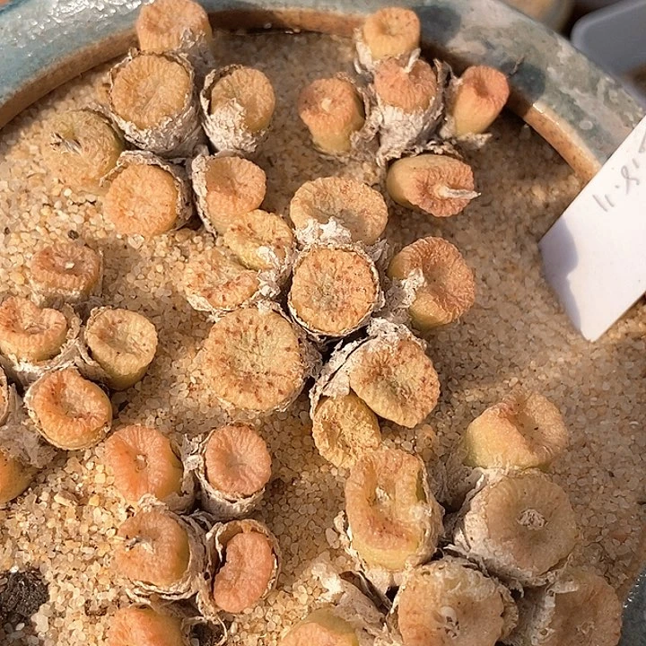 蜜枣一群          限购