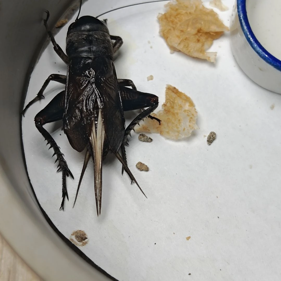 蟋蟀歪门邪调 卫30