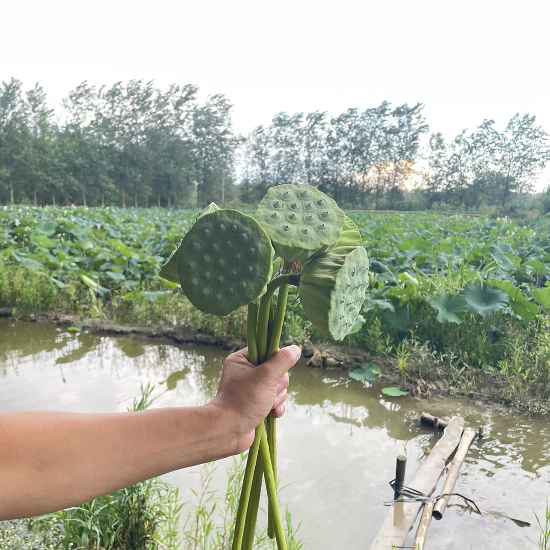 湖北新鲜莲蓬水果嫩莲蓬现摘现发顺丰包邮