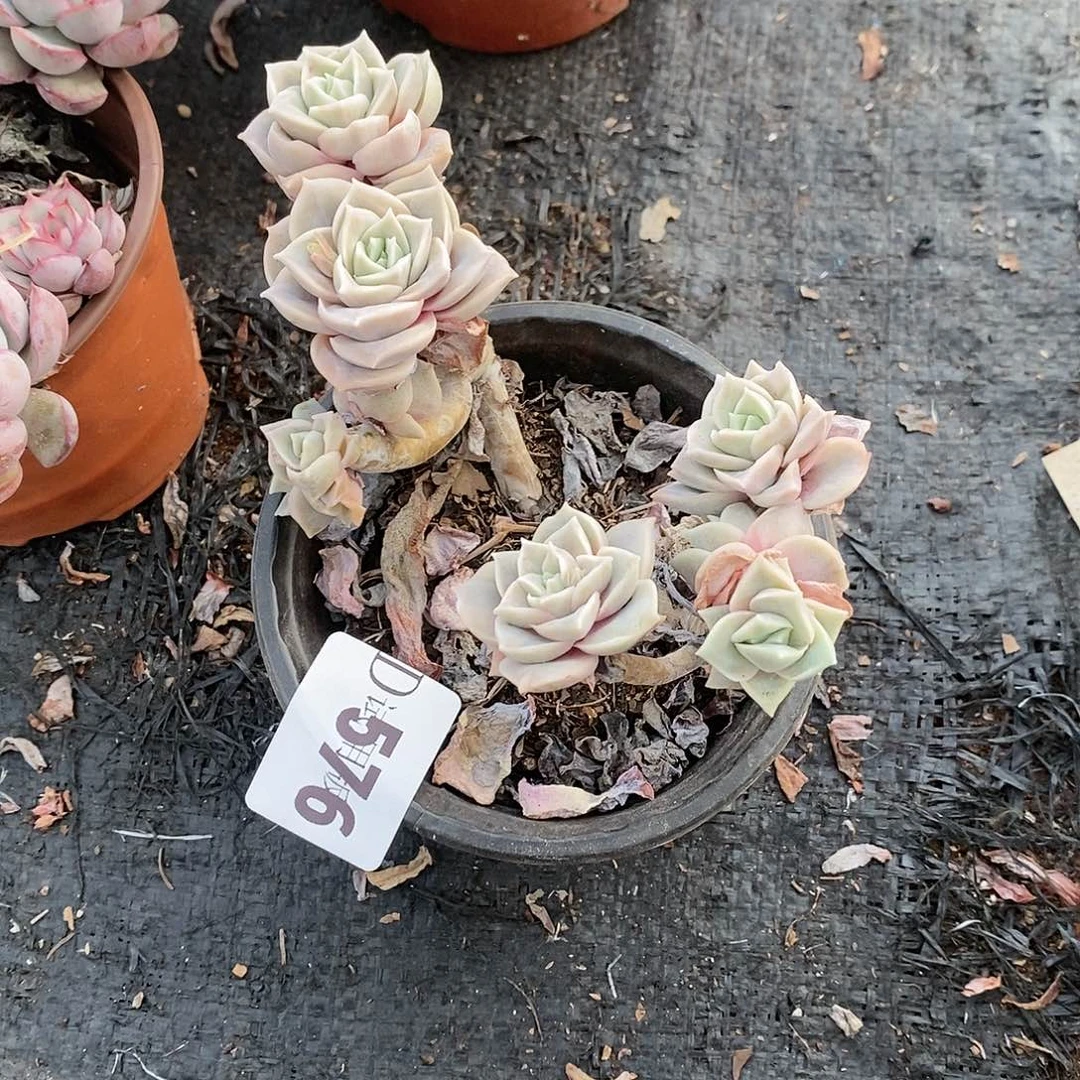 中***?576可爱玫瑰多肉植物