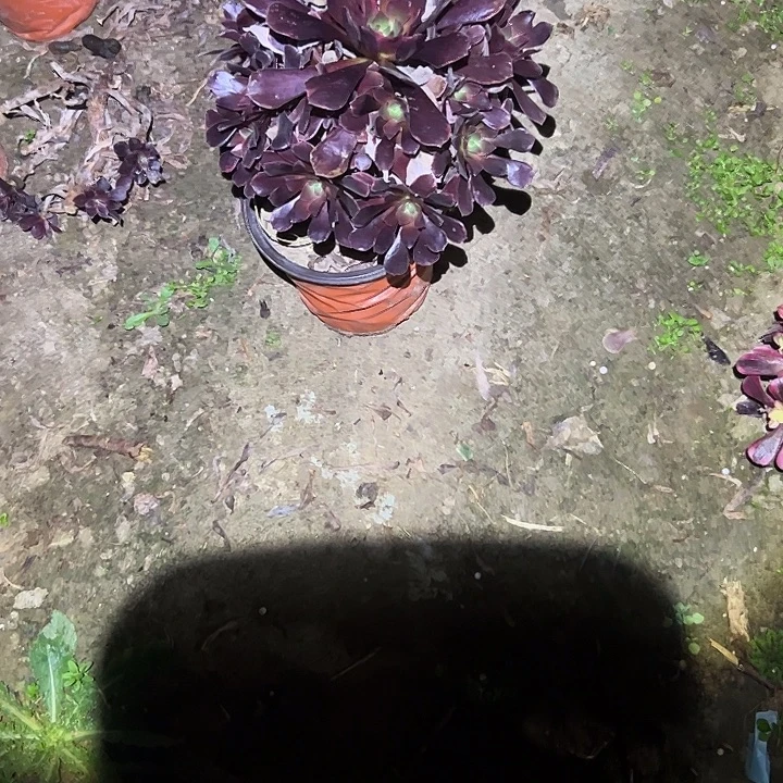 不包侧枝一物一拍7