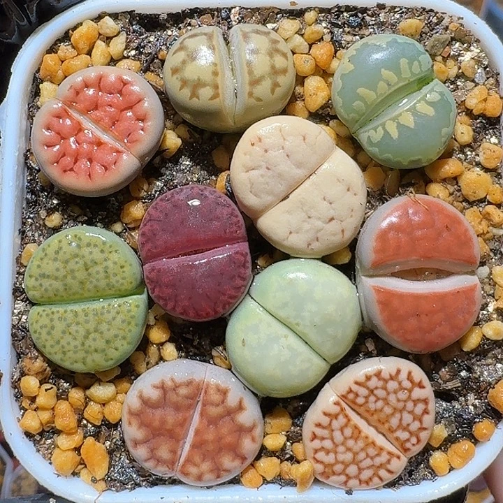 生石花111112。   96