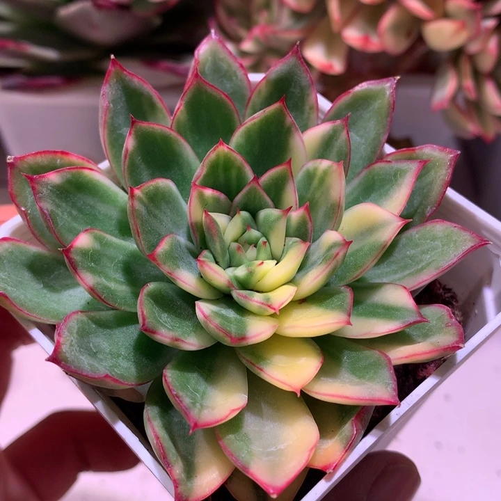 不知名锦拉丝锦锦锦