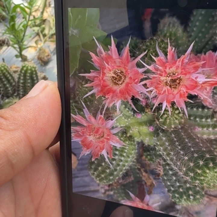 矮胖白檀516侧芽一个