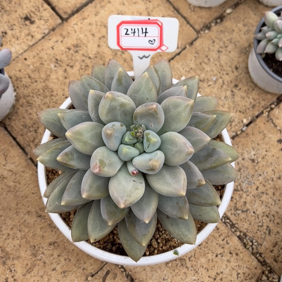 2414、   哥特萝莉