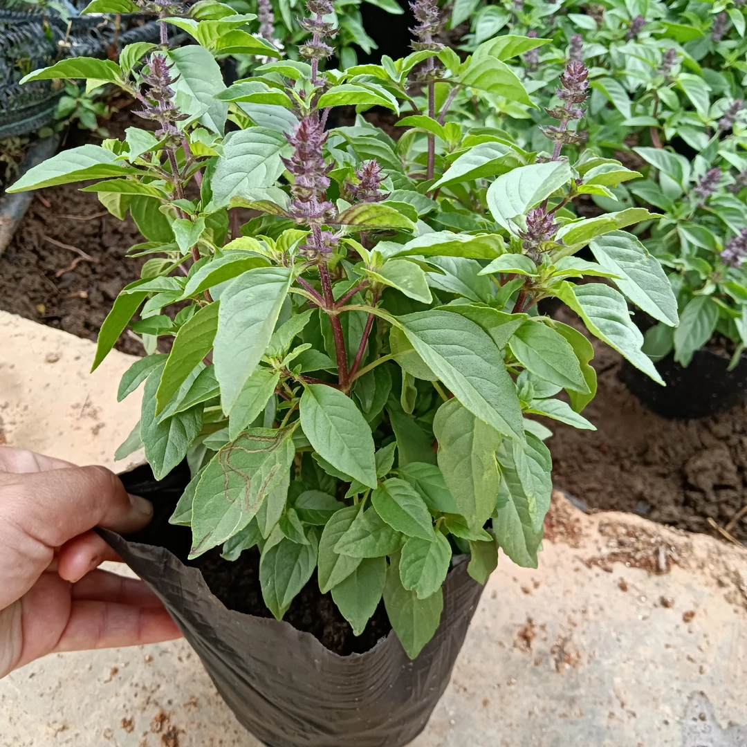 金盖九层塔荆芥紫花小苗开花可栽种8棵1盆绿植蔬菜易活需移栽