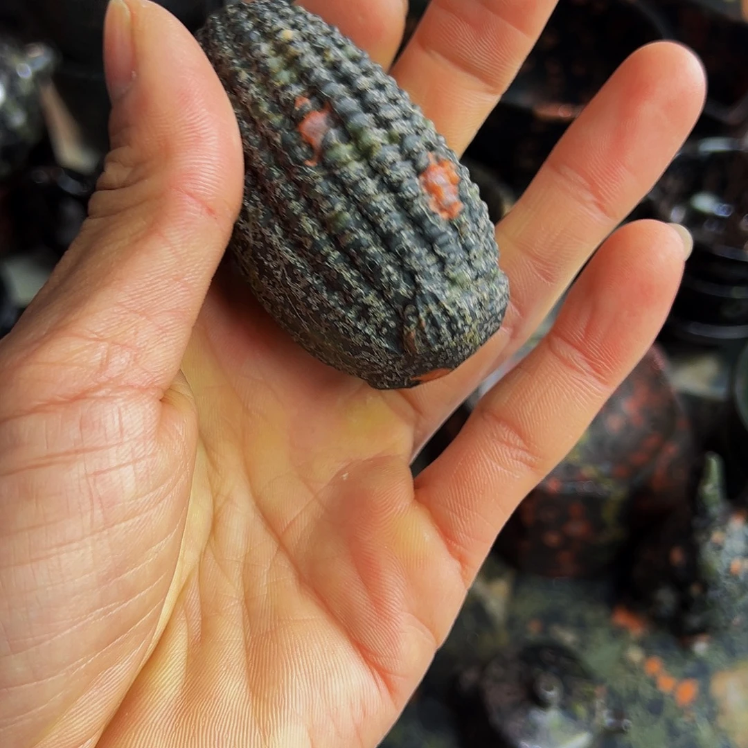 梅花玉鱼缸石茶周边微瑕不退不换