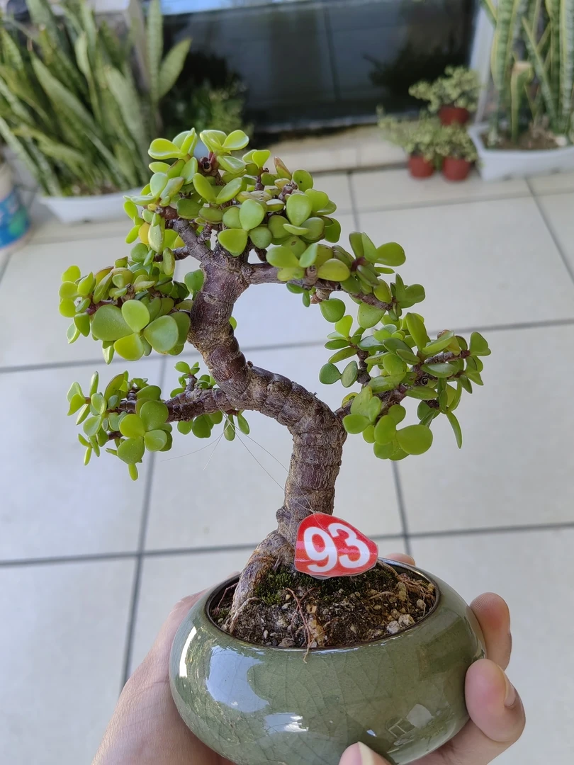 一物一拍金枝玉叶提根矮霸小老桩微盆景茶室桌面室内花卉摆件