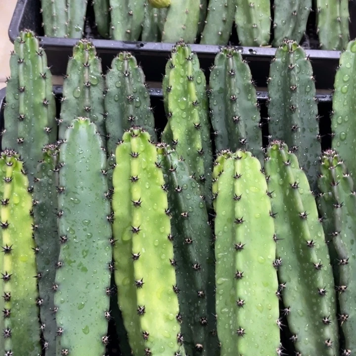 黑刺袖铺实生一代侧芽