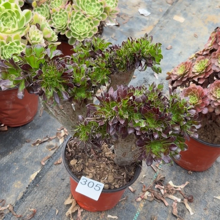 黑缀多肉植物不包损305瑕疵处理