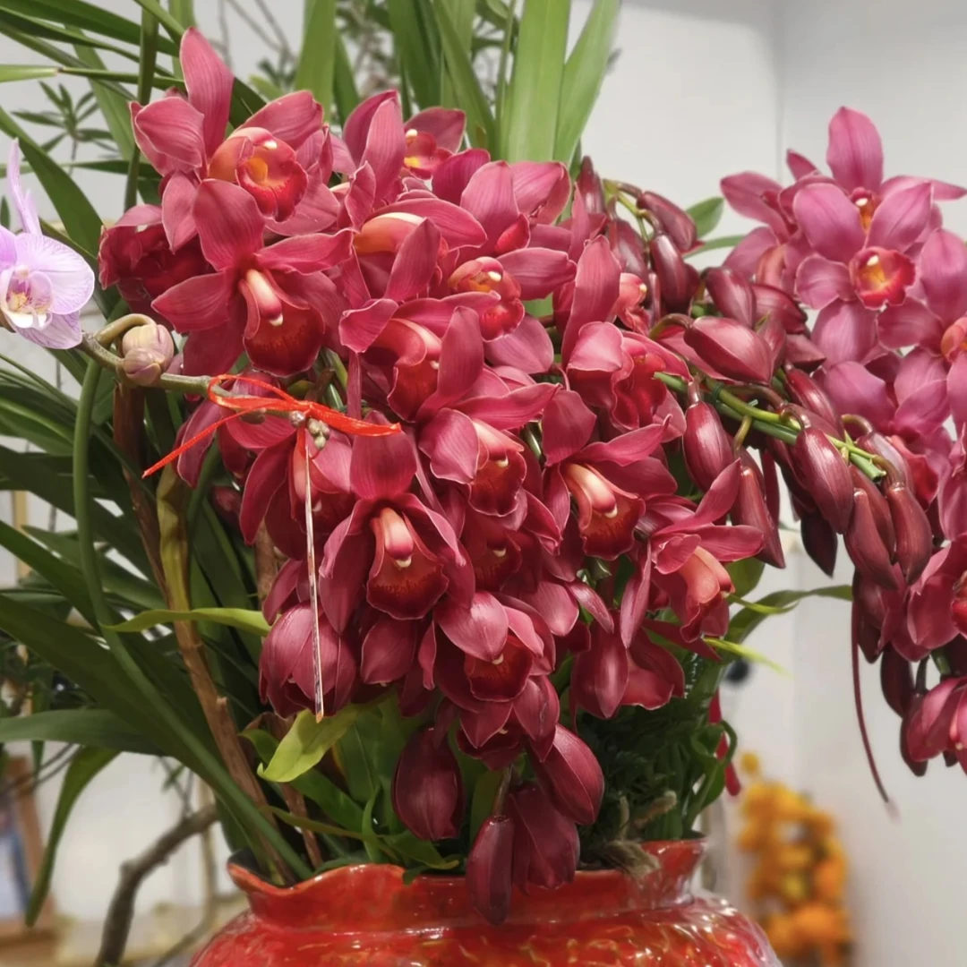 朱雀【9支花剑拱兰】大花蕙兰年宵花盆栽花卉多年生室内阳台