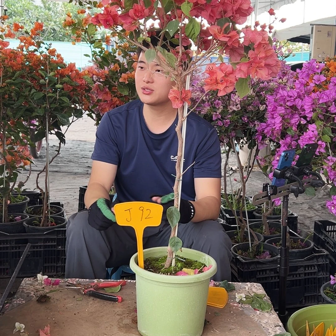 V***W大部分花苞少量开放J92不甜
