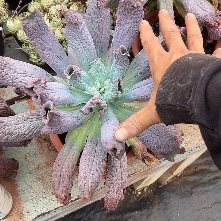 男爵14.99多肉植物精品
