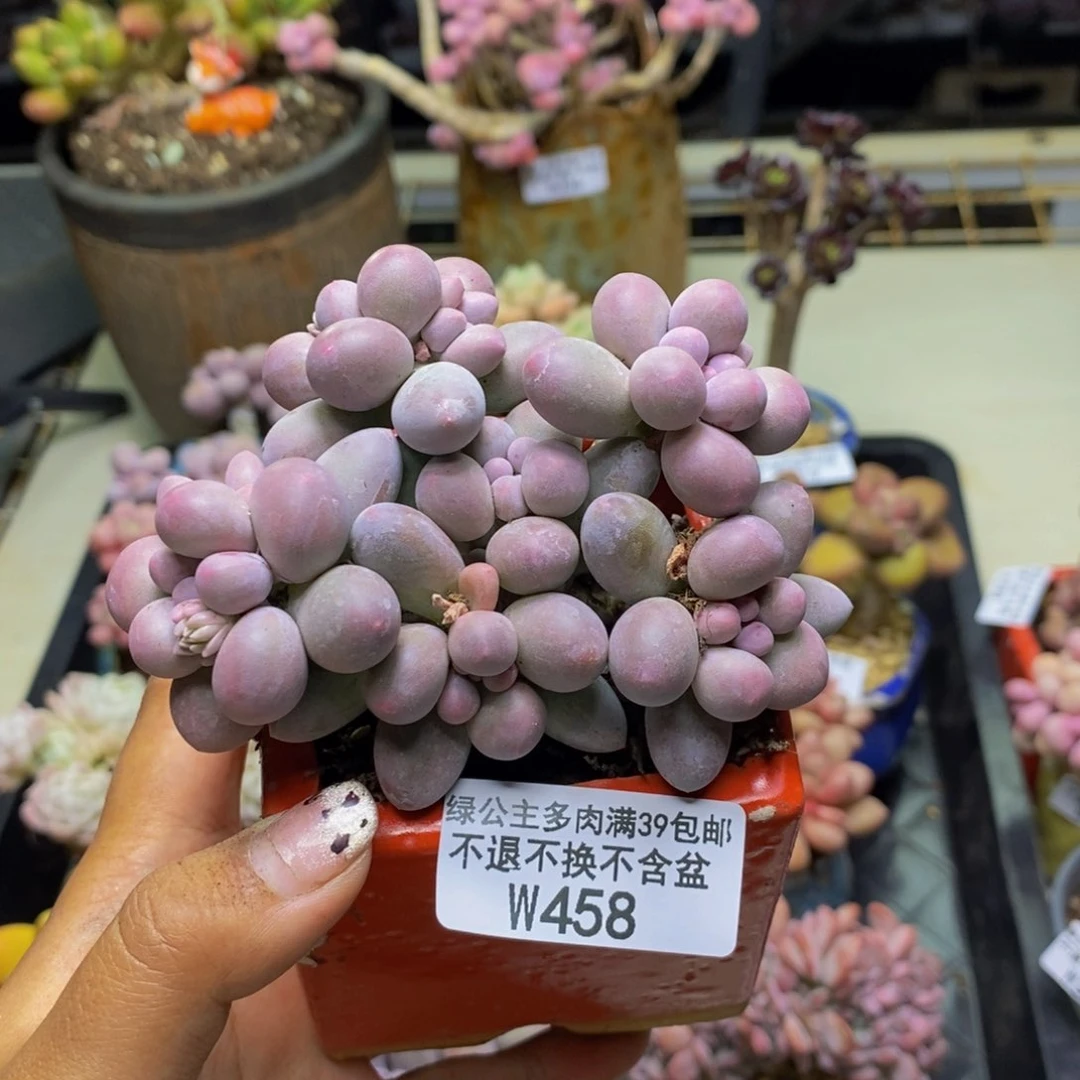 458香水手指奶多肉9c m