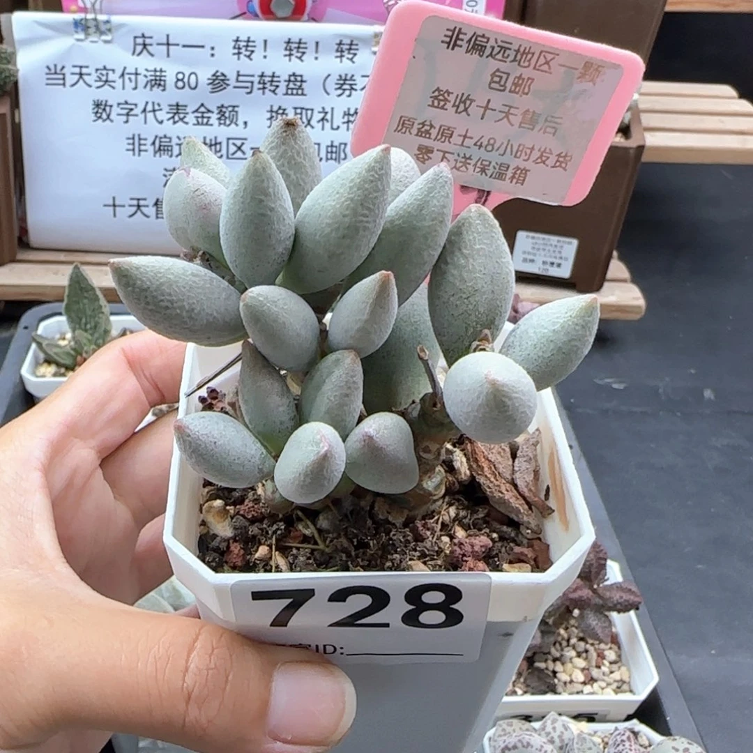 728白糖豆多肉植物