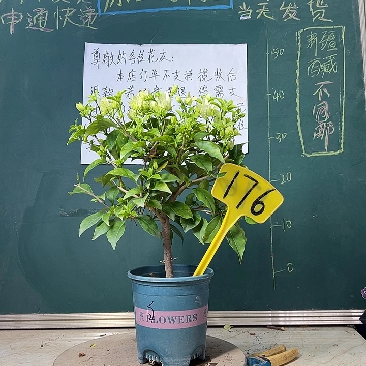 当前无花栽培后可以开花 白雪公主  176