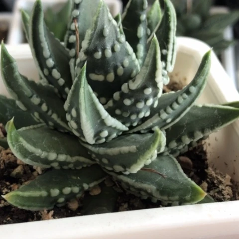 达摩泪珠母本带盆发货