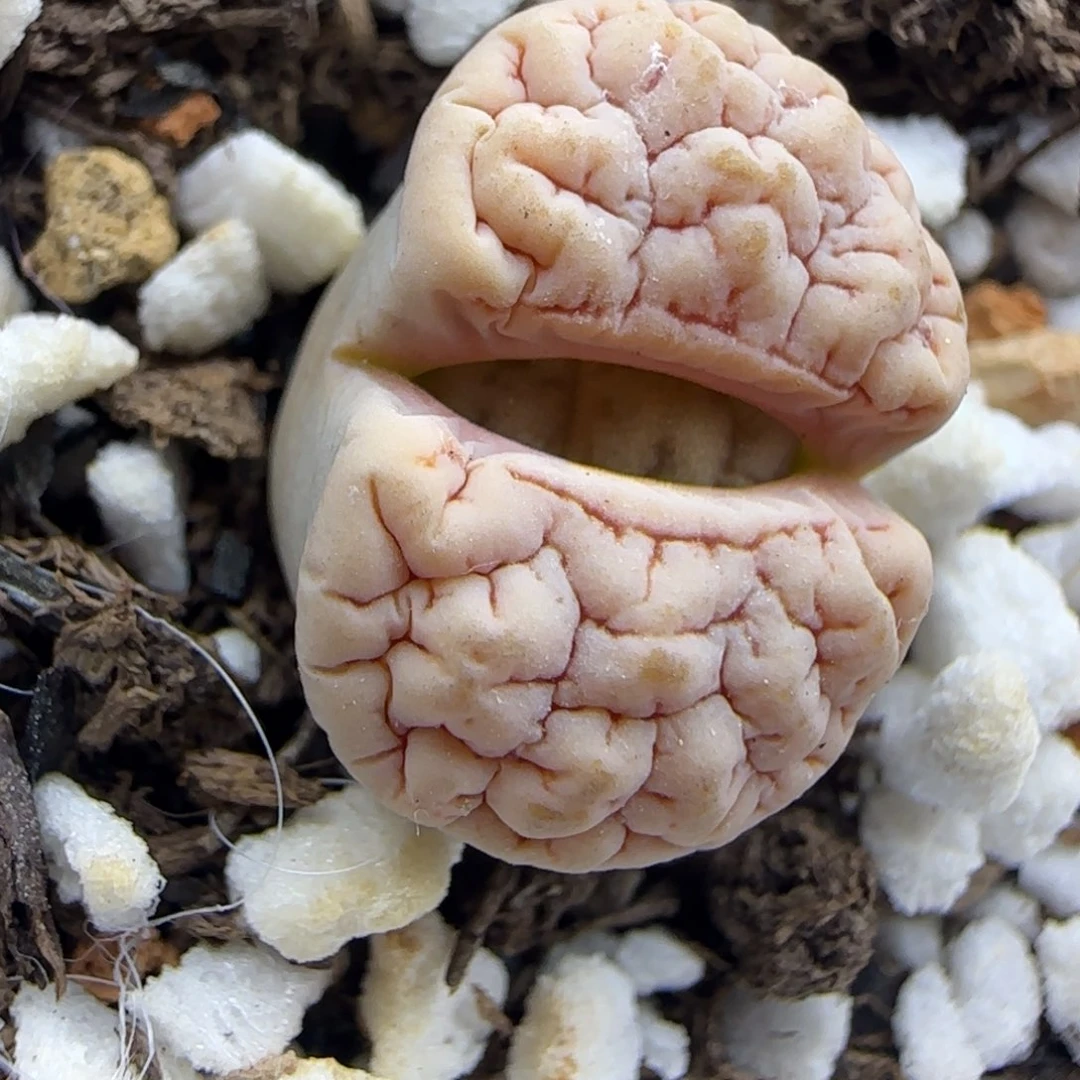 荒189 清框福利30包邮