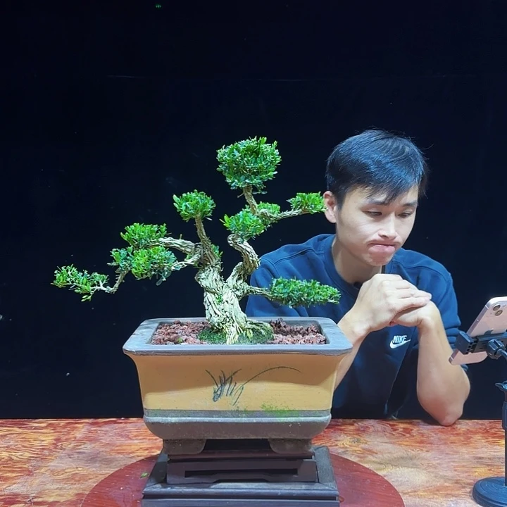 当前无花朵，栽培后可花朵广东邹皮小叶雀舌黄杨