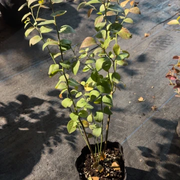 盲盒蓝莓苗 一颗 一物一拍