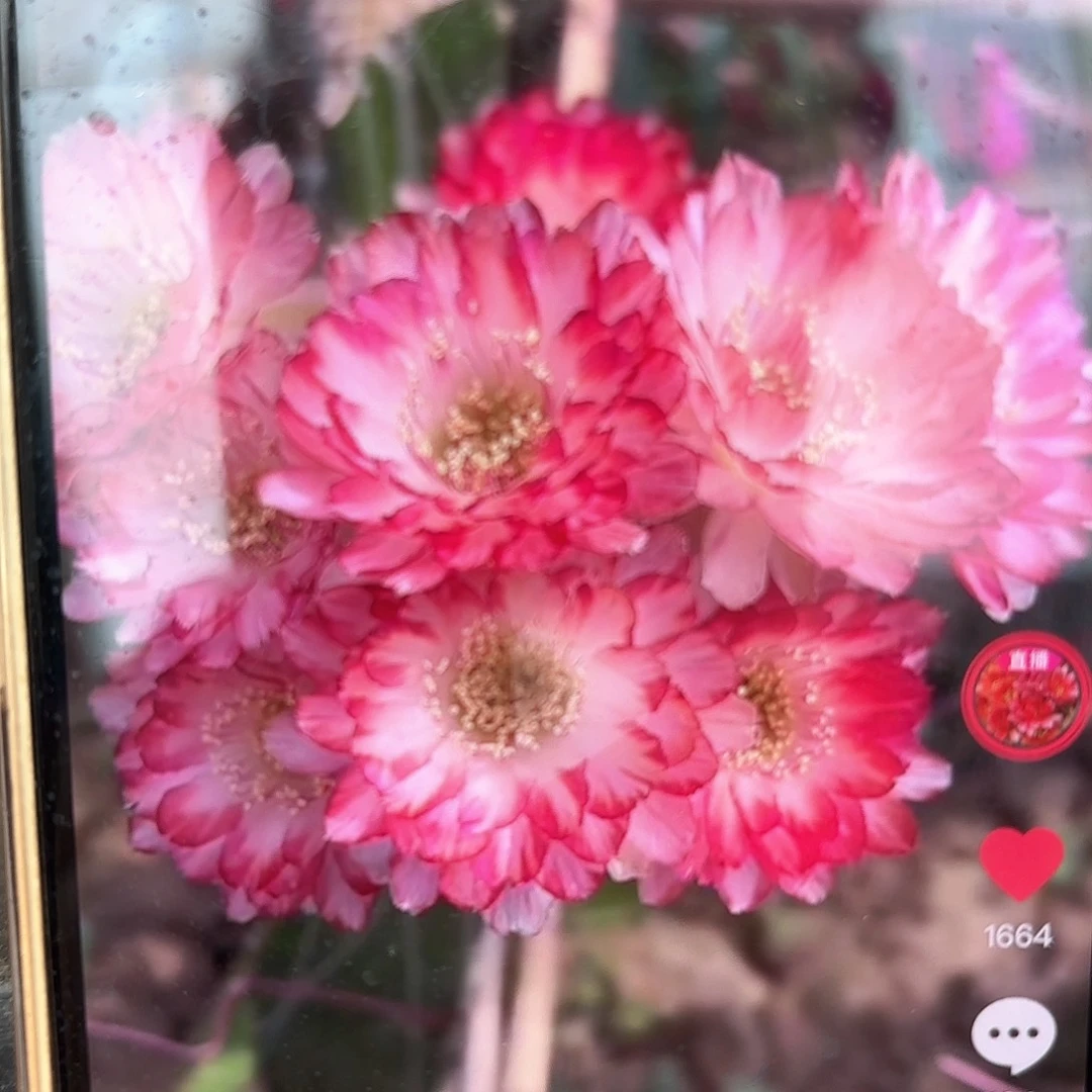 世界小姐丽花仙人球20包邮3