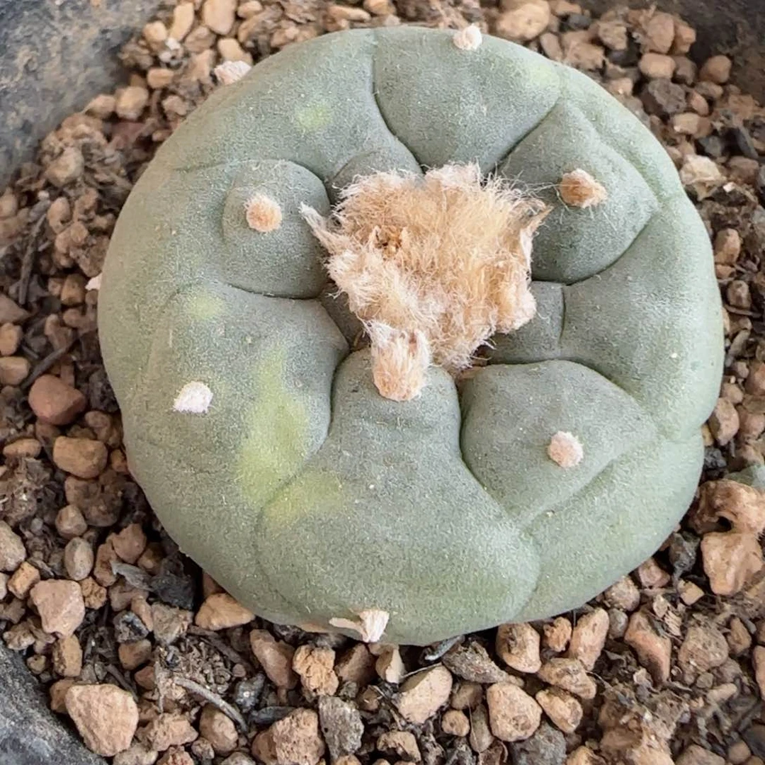 A52实生草球多肉3.7厘米