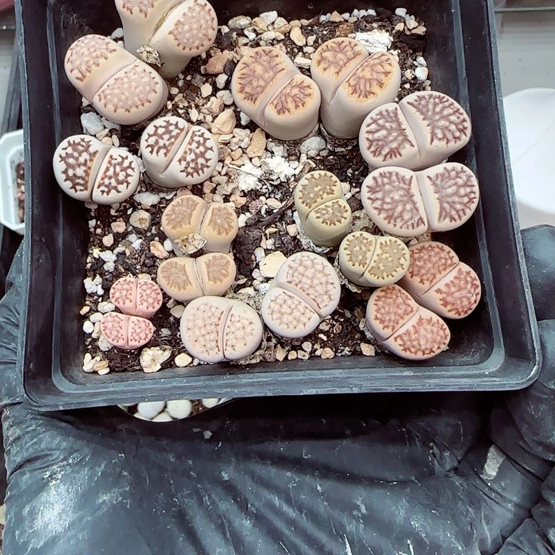 生石花满18包邮1007-115