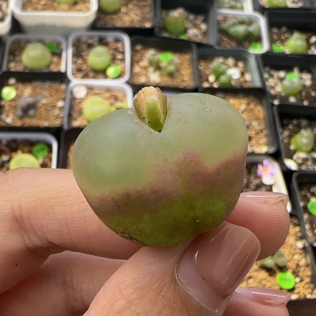 2.6（小瑕疵）多肉植物478