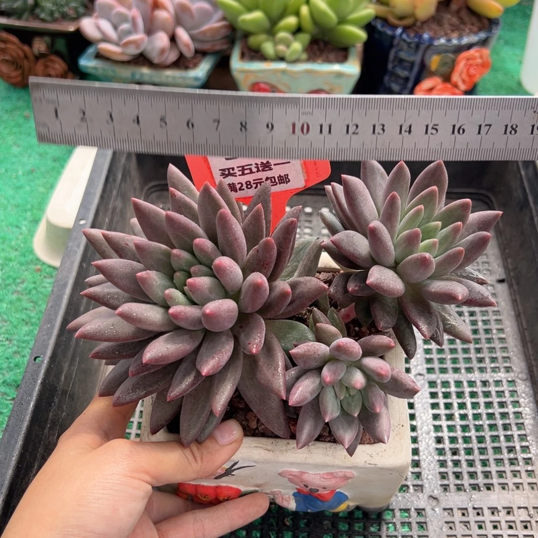 表妹精品多肉植物315.